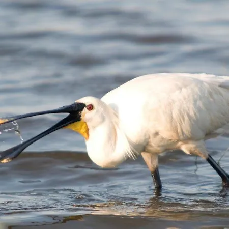 Tiny House De Boet, In Natuurgebied En Vlakbij Het *